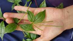 Peperomia lanceolata