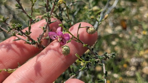 Image of Krameria ramosissima by (c) Joseph Aubert, some rights reserved (CC BY)