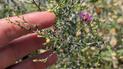 Image of Krameria ramosissima by (c) Joseph Aubert, some rights reserved (CC BY)