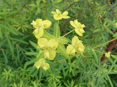 Euphorbia jolkinii