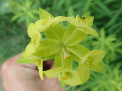 Euphorbia jolkinii