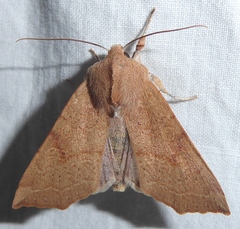 Perigonica fulminans