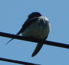 Tachycineta thalassina