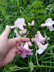 Podranea