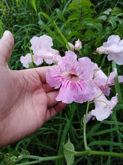 Podranea