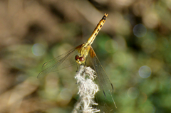 Erythrodiplax corallina