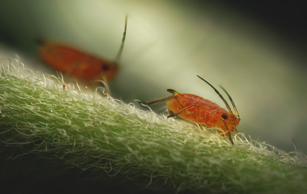 Aphidinae from Ermandus Dr, Honea Path, SC, US on June 4, 2022 at 06:42 ...