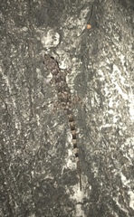 Hemidactylus mabouia