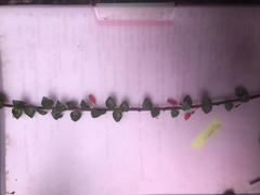 Sphyrospermum sodiroi