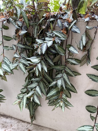 Foto de Maria fumaça