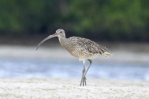 Far Eastern Curlew