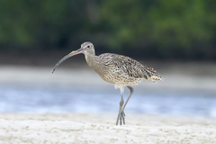 Far Eastern Curlew photo 4