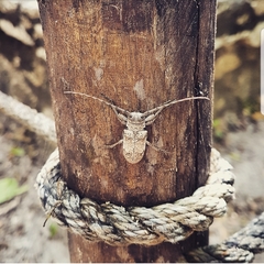 Oncideres albipilosa