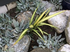 Phormium tenax