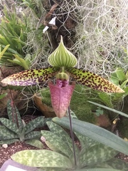 Paphiopedilum