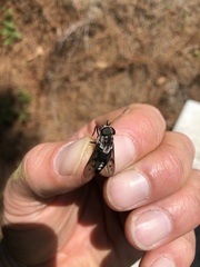 Tabanus trimaculatus