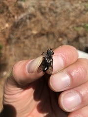 Tabanus trimaculatus