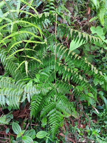 Diplazium polypodioides observed 2024-05-16