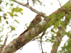 Dendrexetastes rufigula