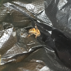 Apis mellifera