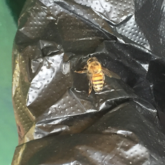 Apis mellifera