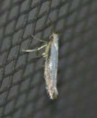 Phyllonorycter quercialbella