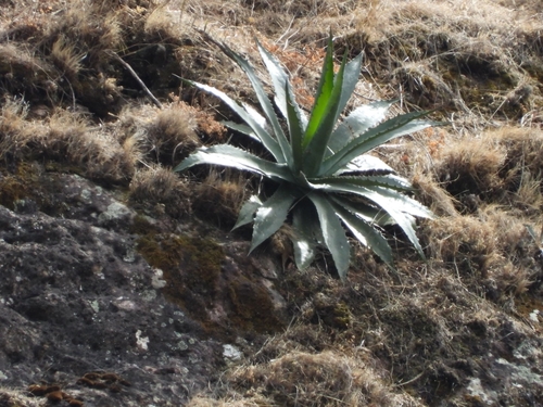 Agave jaiboli