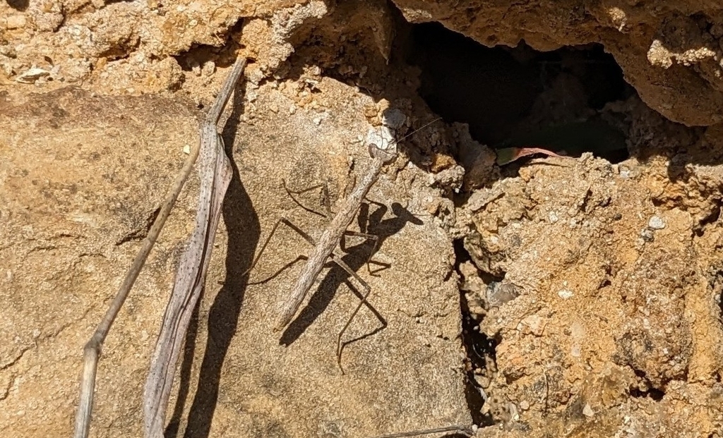 Litaneutria emarginata