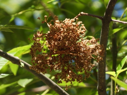 Fraxinus uhdei