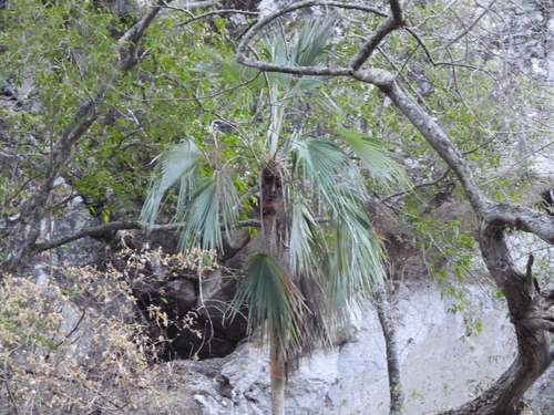 Rock palm (Brahea calcarea)