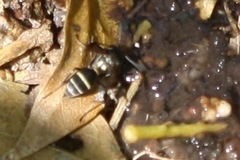 Polybia occidentalis