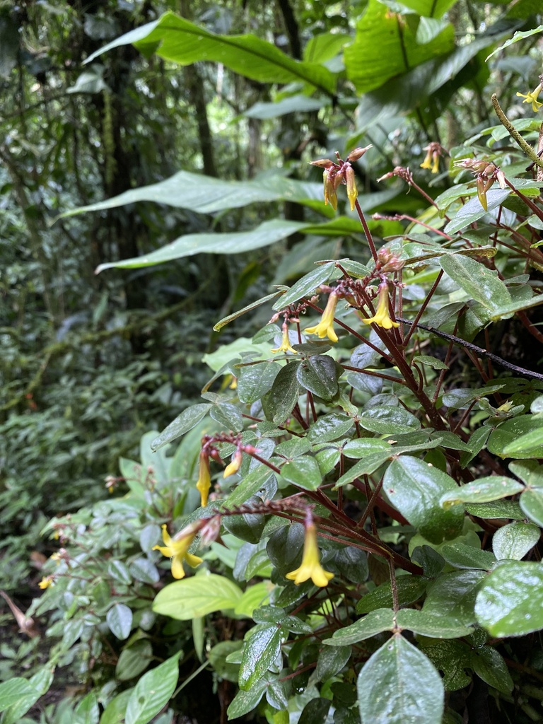 Oxalis ecuadorensis