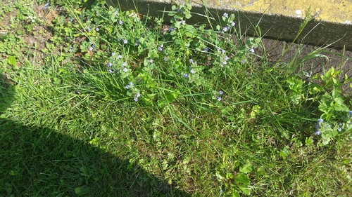 photo of Common Blue Violet (Viola sororia)