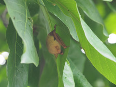 Myotis formosus flavus