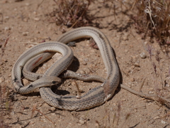 Salvadora hexalepis hexalepis