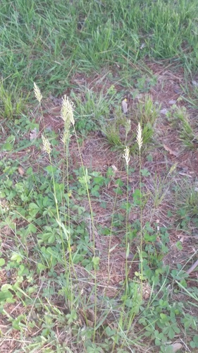 photo of Dallis Grass (Paspalum dilatatum)