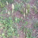 photo of Dallis Grass (Paspalum dilatatum)