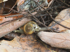 Macrochlamys hippocastaneum