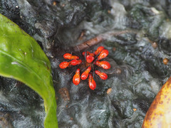 Dysdercus cingulatus