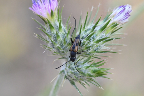Dimorphic Flower Longhorn Beetle photo 4