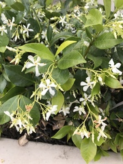 Trachelospermum