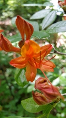 Rhododendron cumberlandense