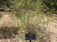 Croton linearis