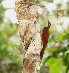 Long-Billed Woodcreeper photo 2