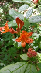 Rhododendron cumberlandense