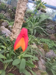 Masdevallia veitchiana