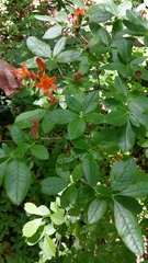 Rhododendron cumberlandense