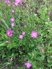 Oenothera rosea