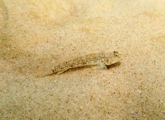 Favonigobius lateralis
