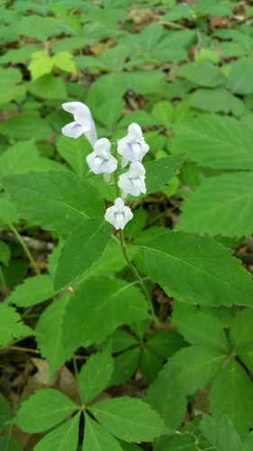 falseteeth skullcap (Scutellaria pseudoserrata)